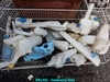 Obrázek pro výrobek Nádobka ostřikovače plastová